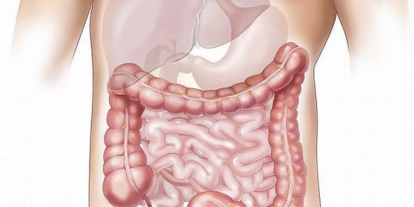 Parásitos y Parasitosis: ¿Qué Son y Cómo Prevenirlos?